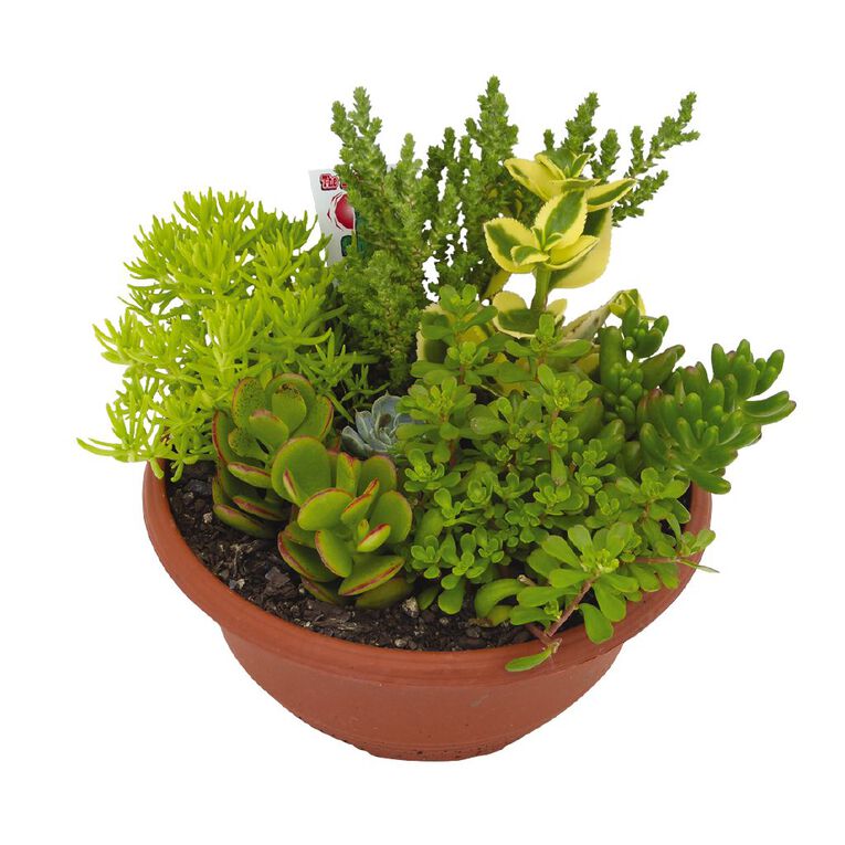 Succulent Bowl 17cm Bowl, , hi-res
