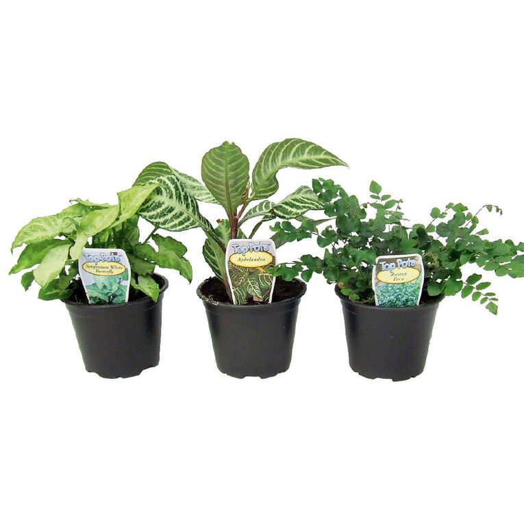 Indoor Top Pot Houseplant Pot - 10cm, , hi-res