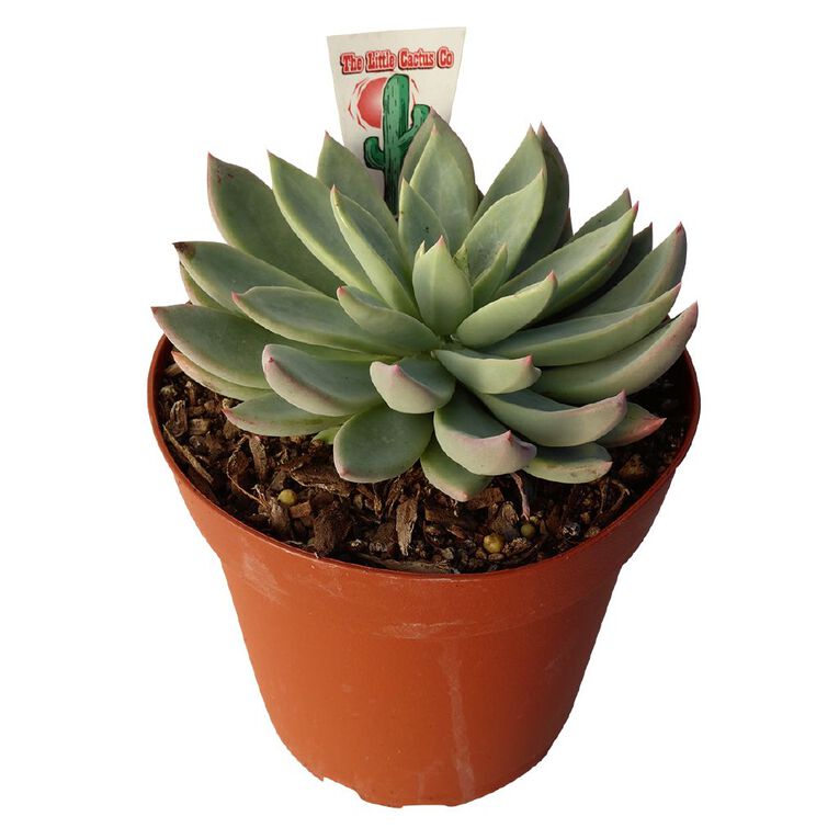 Succulents 12cm Pot, , hi-res