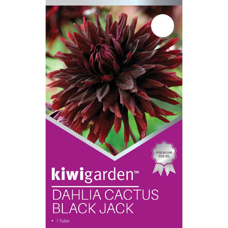 Kiwi Garden Dahlia Cactus Type 1 Pack, , hi-res