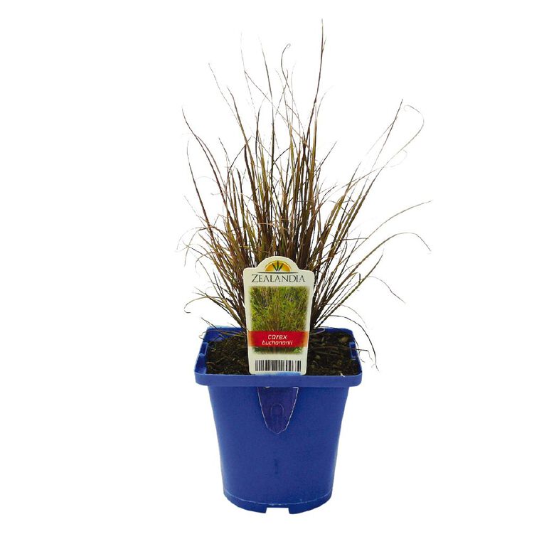 Landscape Grass Carex Comans Green 10cm Pot, , hi-res