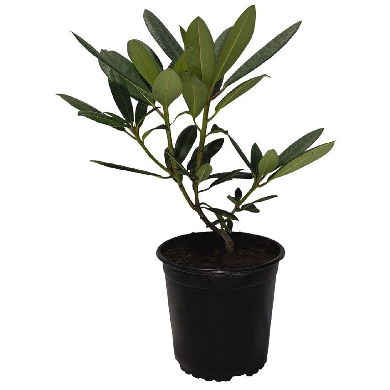 Rhododendron Potted Plant - 2.5L Assorted, , hi-res