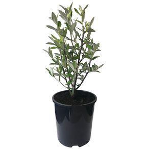 Corokia Geentys Green Potted Plant - 1.9L