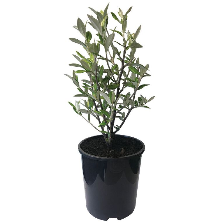 Corokia Geentys Green Potted Plant - 1.9L, , hi-res