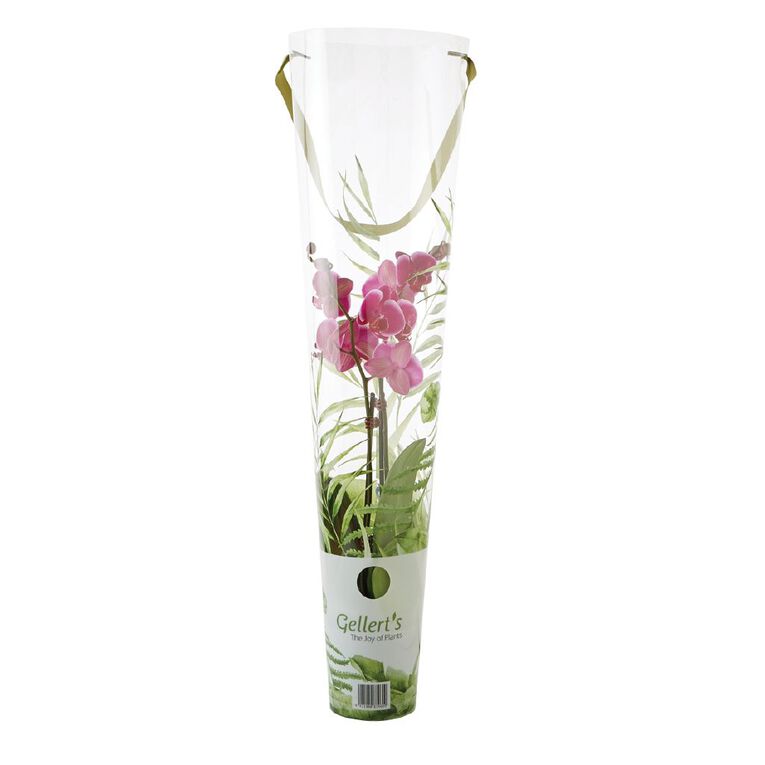 Phalaenopsis Orchid Promo Pot, , hi-res