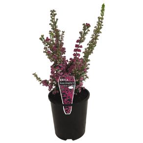 Erica Ruby Shepherd 1.5L Pot