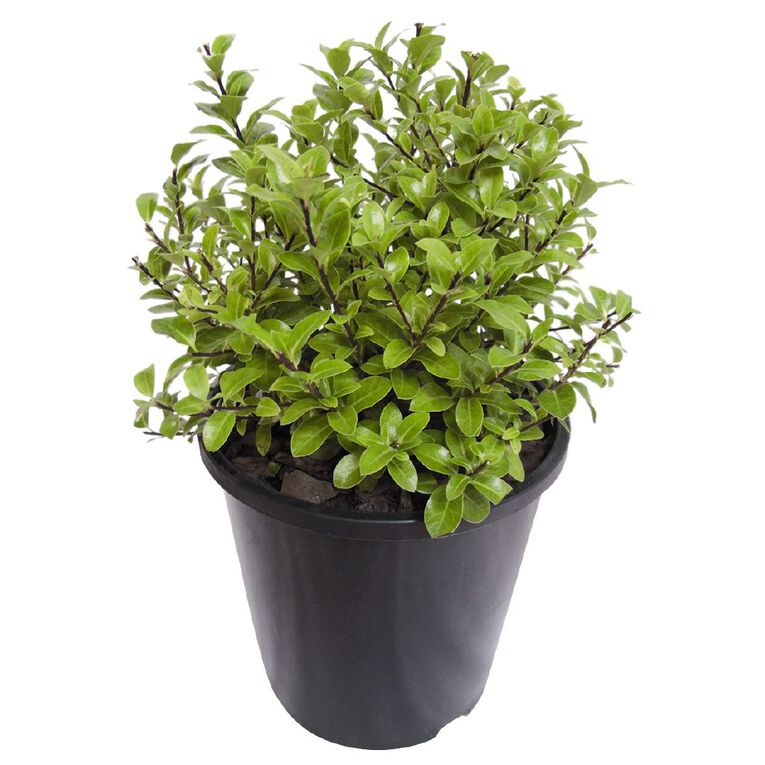 Pittosporum Little Burger 2.5L Pot, , hi-res