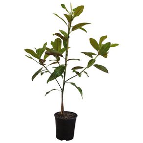 Magnolia Evergreen 3.3L Pot