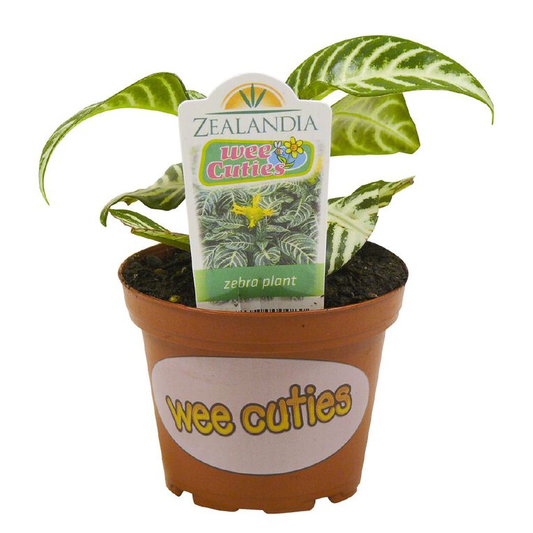 Indoor Wee Cuties Baby Houseplant 8cm Pot, , hi-res