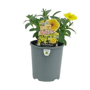 Petunia Beez Knees 15L