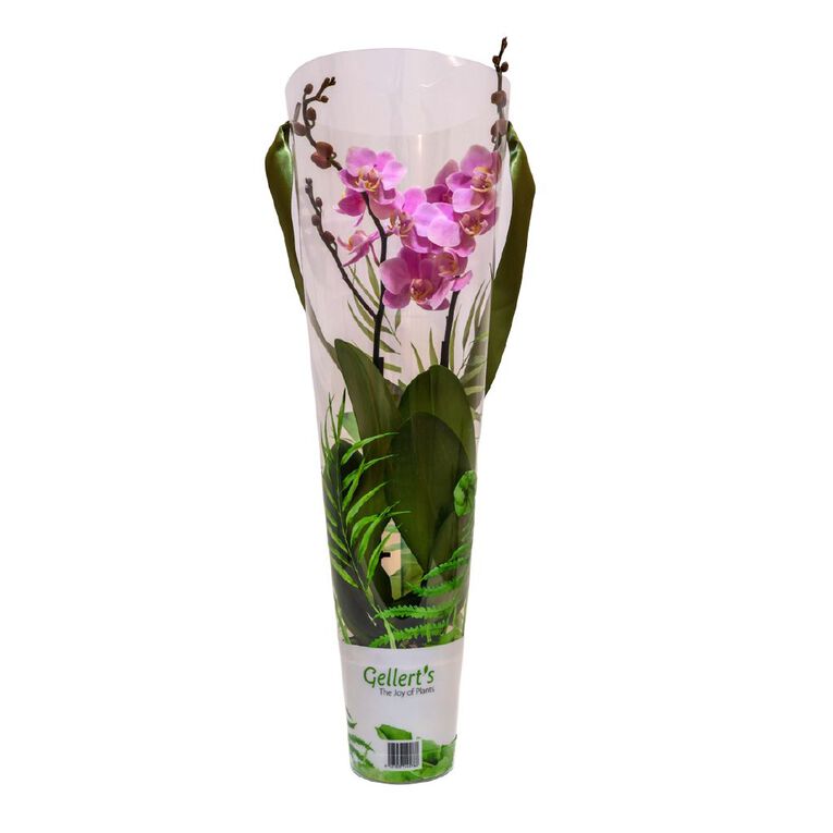 Mini Orchid Promo 9cm, , hi-res