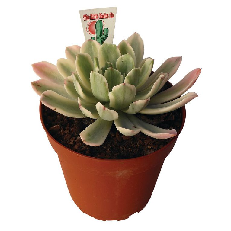 Succulents 12cm Pot, , hi-res