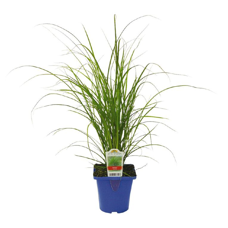 Landscape Grass Carex Comans Green 10cm Pot, , hi-res
