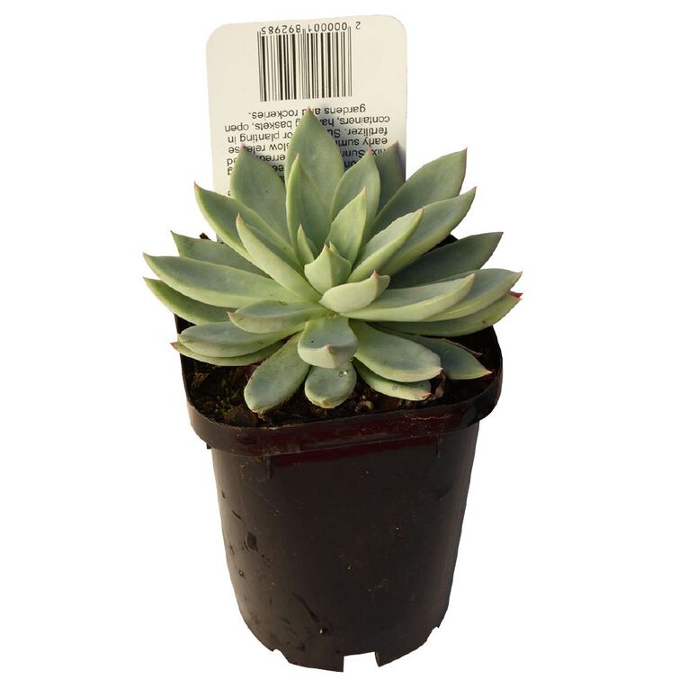 Succulents 9cm Pot, , hi-res