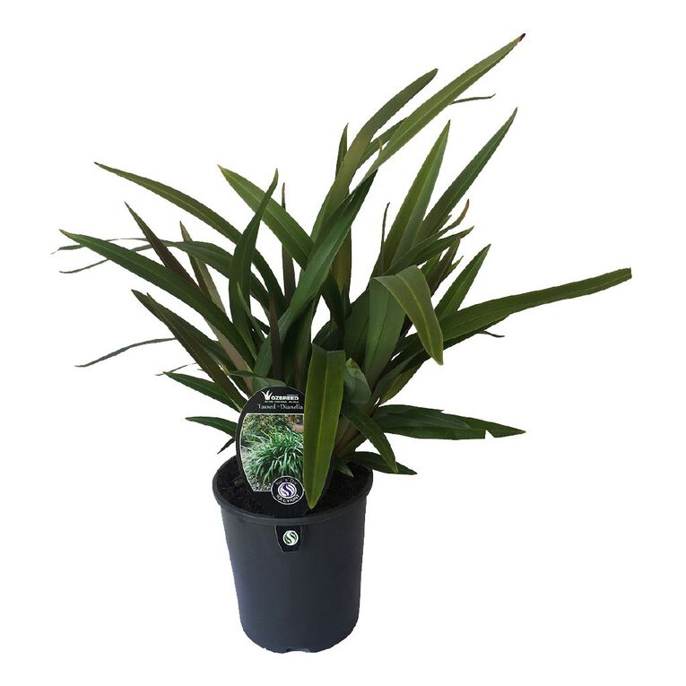 Dianella Tasred Potted Plant - 1.9L, , hi-res