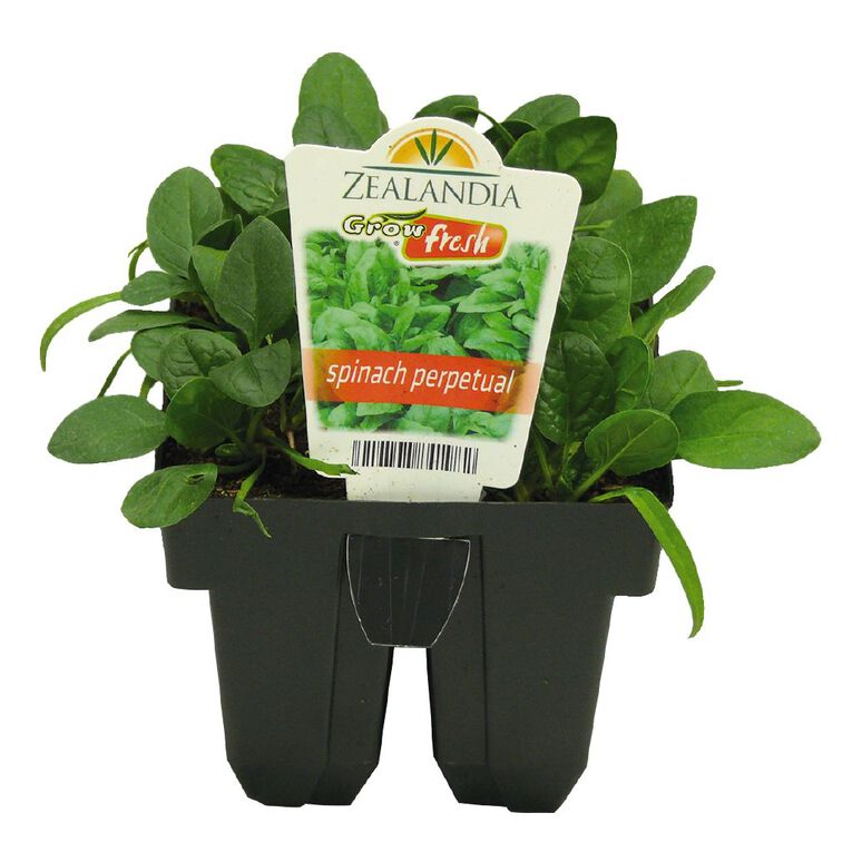 Growfresh Spinach Perpetual, , hi-res
