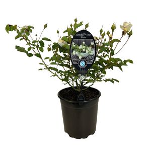 Scentifall Rose White 2.5L