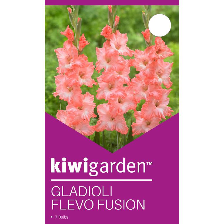 Kiwi Garden Gladioli Flevo Fushion 7 Pack, , hi-res