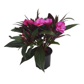 Impatiens 10.5cm