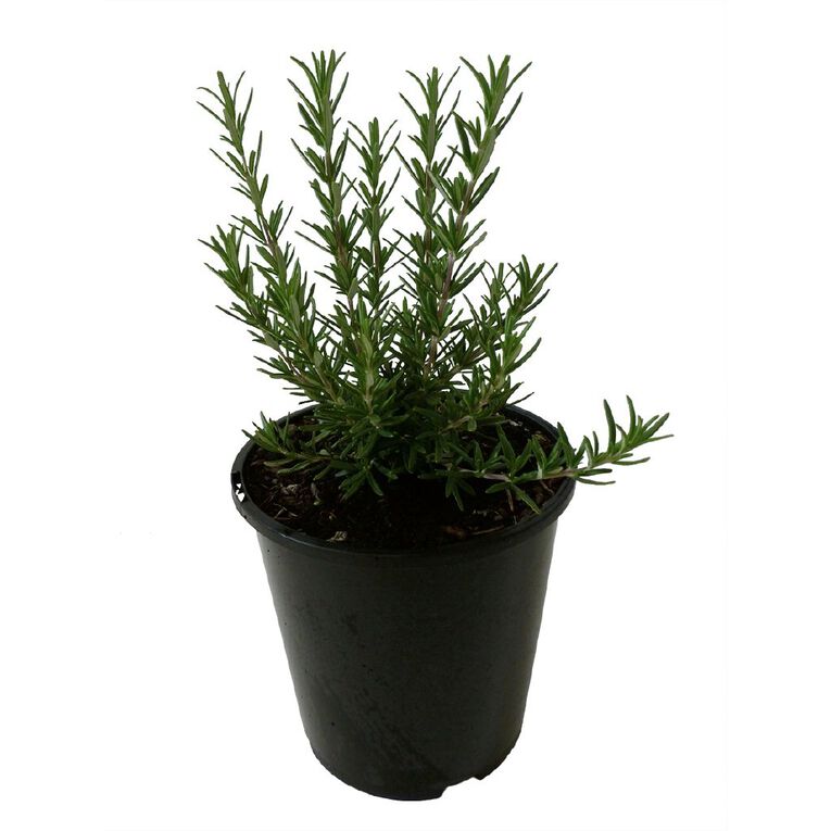 Rosemary Tuscan Blue Potted Plant - 1.9L, , hi-res