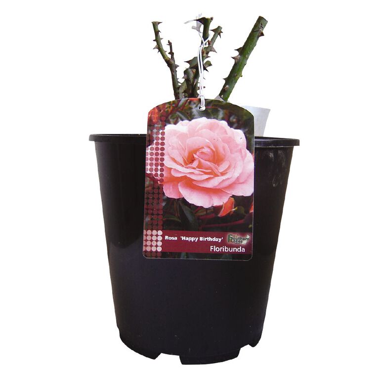 Summer Potted Rose, , hi-res