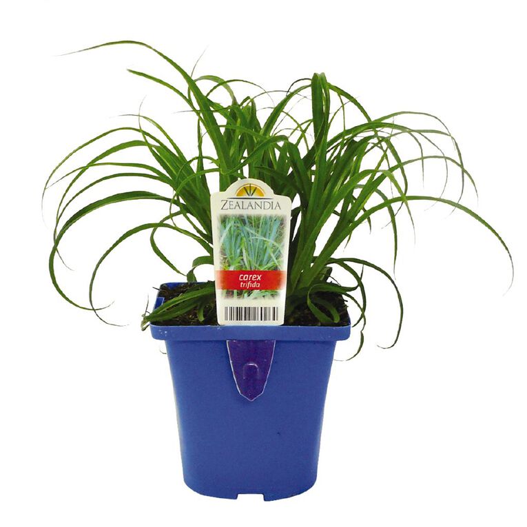 Landscape Grass Carex Comans Green 10cm Pot, , hi-res