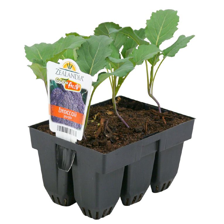 Growfresh Broccoli Purple, , hi-res