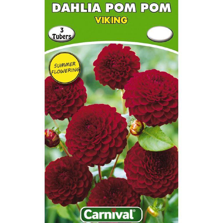 Kiwi Garden Dahlia Bulb Single Variety 3 Pack, , hi-res