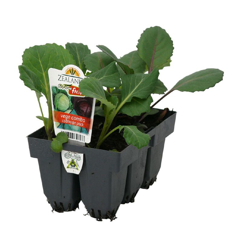 Growfresh Vege Combo Cabbage Pack, , hi-res