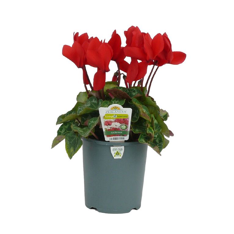 Indoor Cyclamen 14cm Pot Assorted, , hi-res