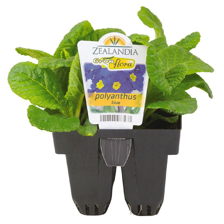 Growflora Polyanthus Blue, , hi-res