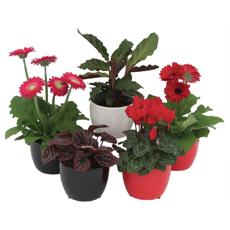 Foliage in Ceramic (Tabletops) 9cm Pot, , hi-res