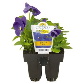 Growflora Pansy Delta Blue