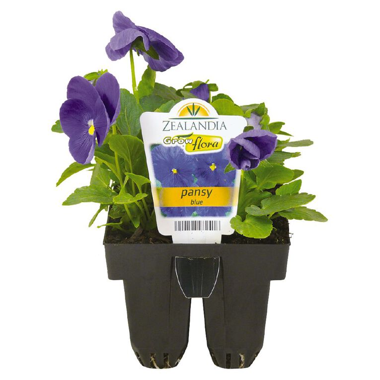 Growflora Pansy Delta Blue, , hi-res