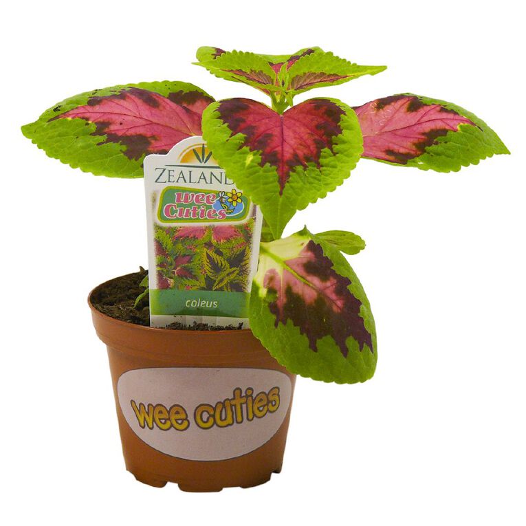 Indoor Wee Cuties Baby Houseplant 8cm Pot, , hi-res