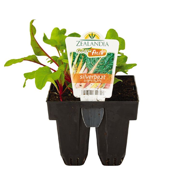 Growfresh Silverbeet Bright Lights, , hi-res