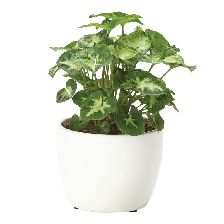 Foliage in Ceramic (Tabletops) 9cm Pot, , hi-res