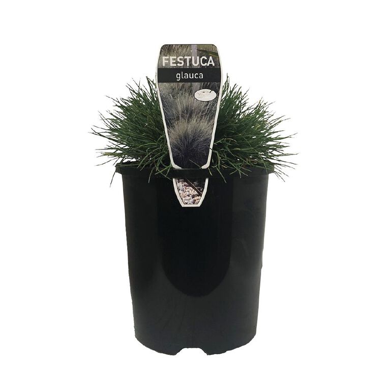 Festuca Glauca Potted Plant - 1.5L, , hi-res