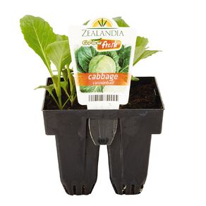 Growfresh Cabbage Cannonball