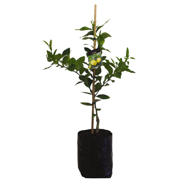 Citrus Lime 4.7L Pot, , hi-res