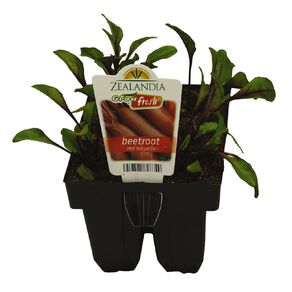 Growfresh Beetroot Red Torpedo