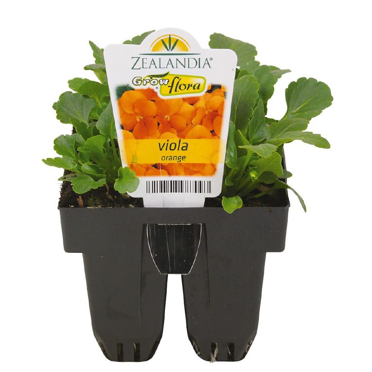 Growflora Viola Orange, , hi-res