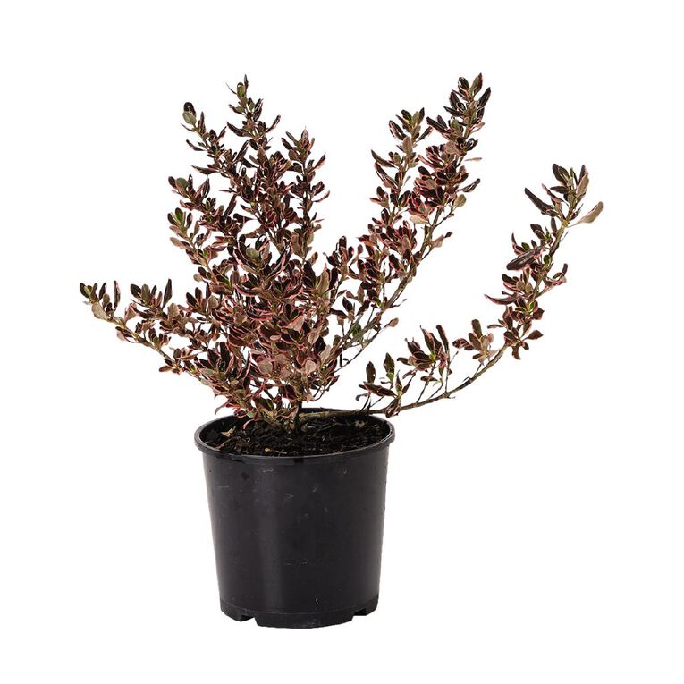 Coprosma Pacific Sunrise Potted Plant 2.5L, , hi-res