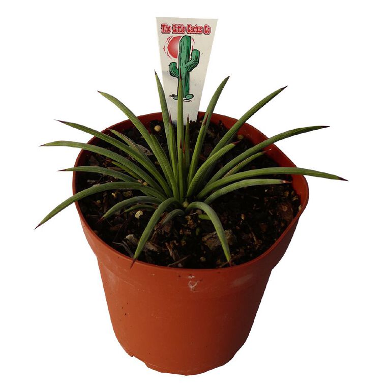 Succulents 12cm Pot, , hi-res