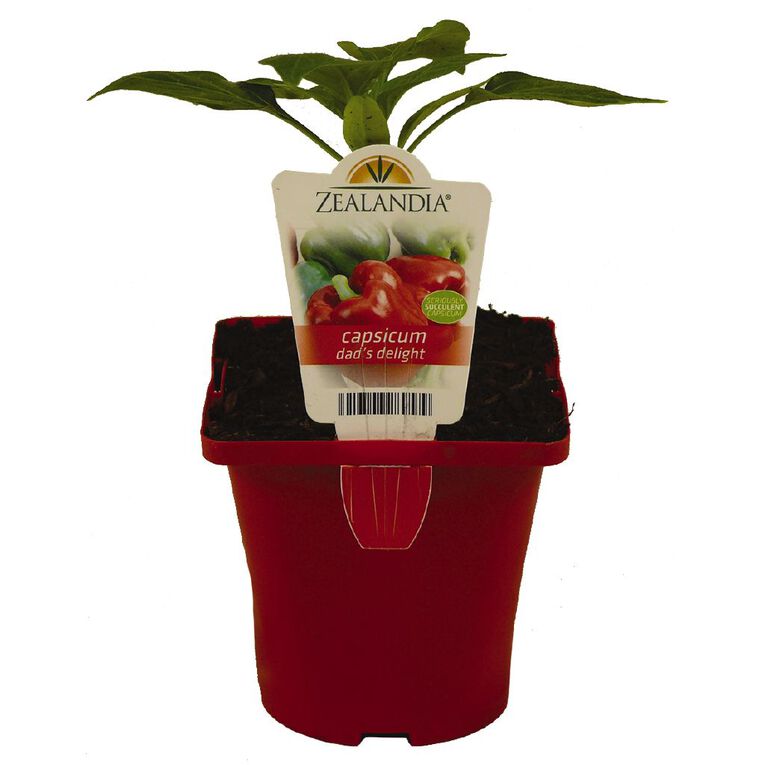 Dad's Delight Dad's Delight Capsicum 10cm Pot, , hi-res