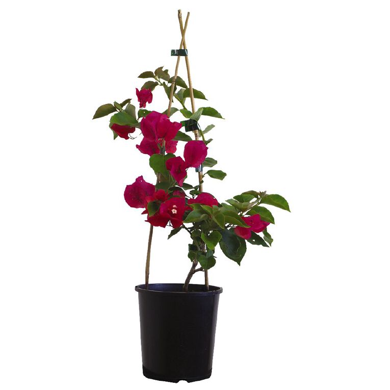 Bouganvillea 2L Pot Assorted, , hi-res