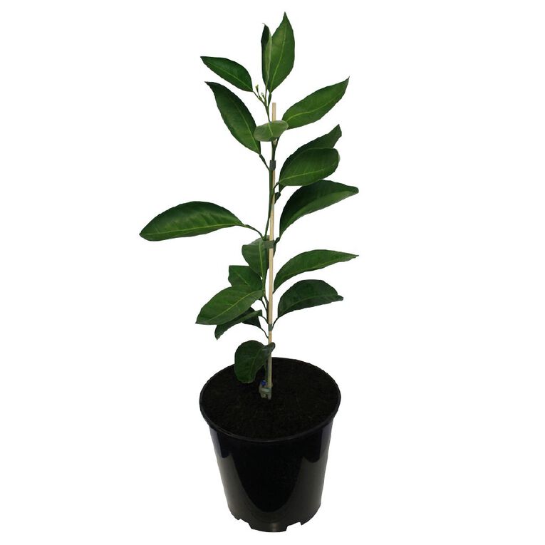 Citrus Mandarin Dwarf 4.7L, , hi-res