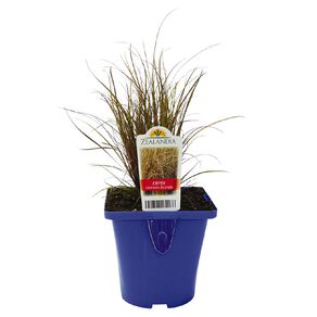 Landscape Grass Carex Comans Bronze 10cm Pot