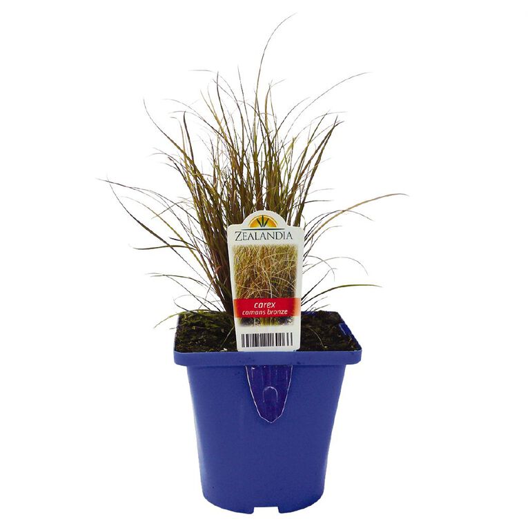Landscape Grass Carex Comans Bronze 10cm Pot, , hi-res