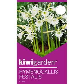 Kiwi Garden Hymenocallis Festalis 1 Pack